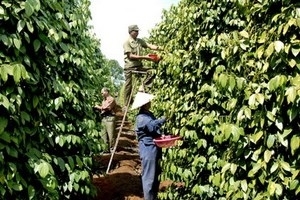Vietnamese pepper sees increasing status on global market